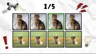 Cat and dog animals challenge